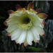 Cereus catus flower  by kerenmcsweeney