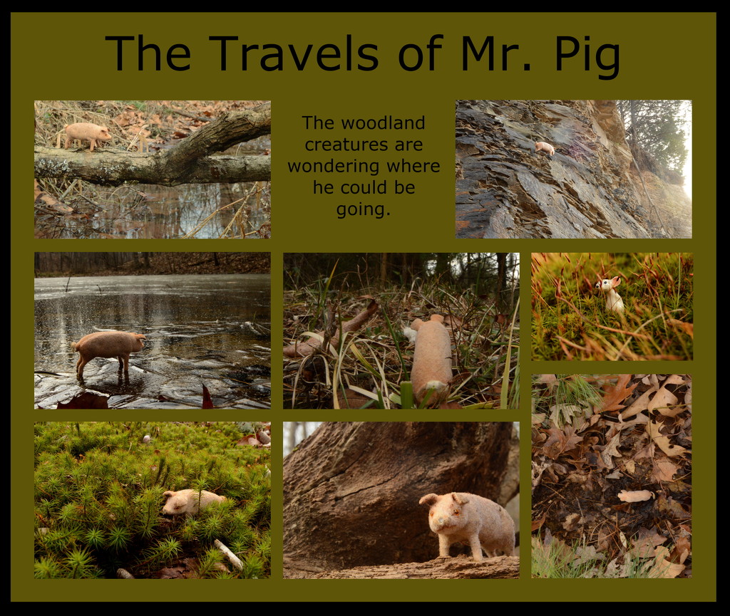 Pig Travels by francoise