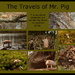 Pig Travels by francoise