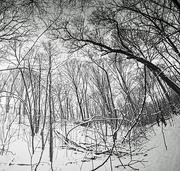 27th Dec 2014 - Trees and Snow