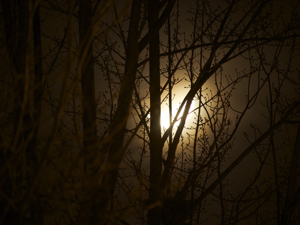 Moon Glow by selkie