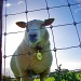 sheep by iiwi