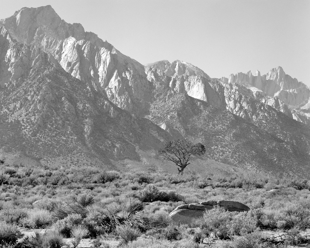 Tree and rock by peterdegraaff