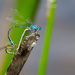 Dragonfly LOVIN' by gigiflower