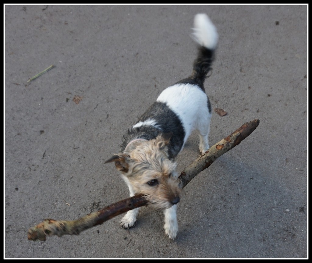 little dog - big stick by quietpurplehaze