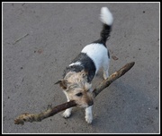 28th Dec 2014 - little dog - big stick