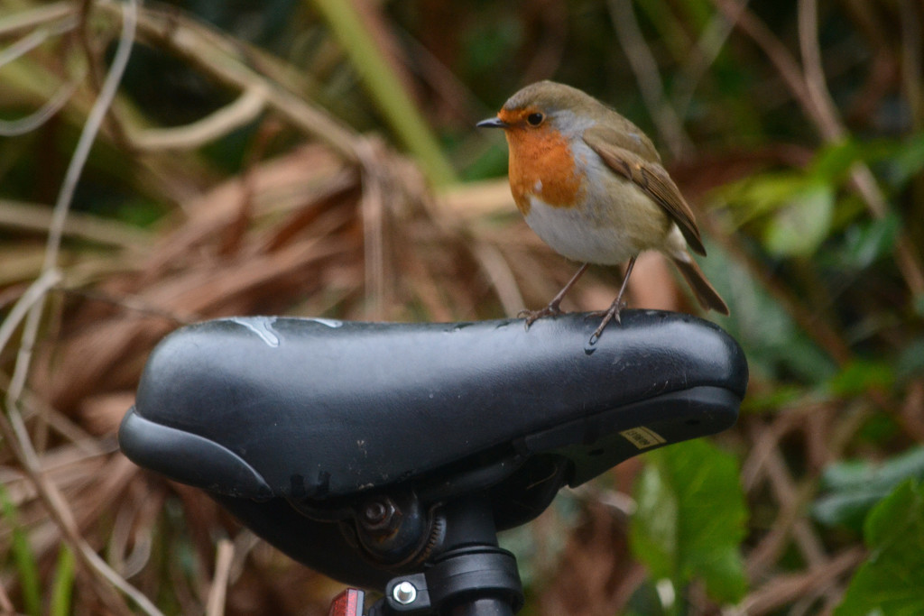 Robin on a bicycle seat by richardcreese