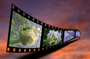 28th Dec 2014 - Timeline of an Agapanthus on film! 