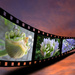 Timeline of an Agapanthus on film!  by salza