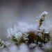 Ice and Moss by motherjane