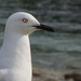 Seagull by gosia
