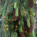 Pine Cones by gosia