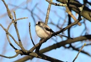 19th Dec 2014 - Long tailed tit