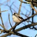 Long tailed tit by oldjosh