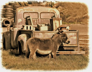 24th Dec 2014 - Little Burro Guardian Of The Truck