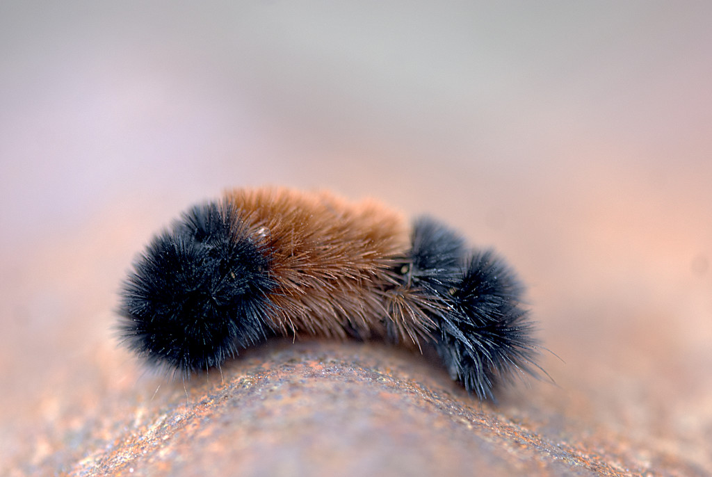 Winter caterpillar???? by fayefaye