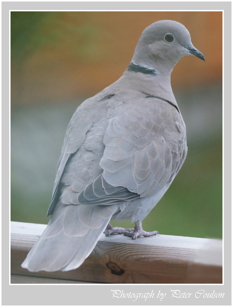 Collared Dove by pcoulson