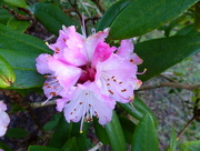 28th Dec 2014 -  Rhododendron......In December!!