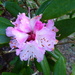  Rhododendron......In December!! by susiemc