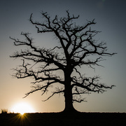 28th Dec 2014 - Old tree and sun - 28-12