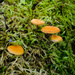 Fungi and moss - 28-12 by barrowlane