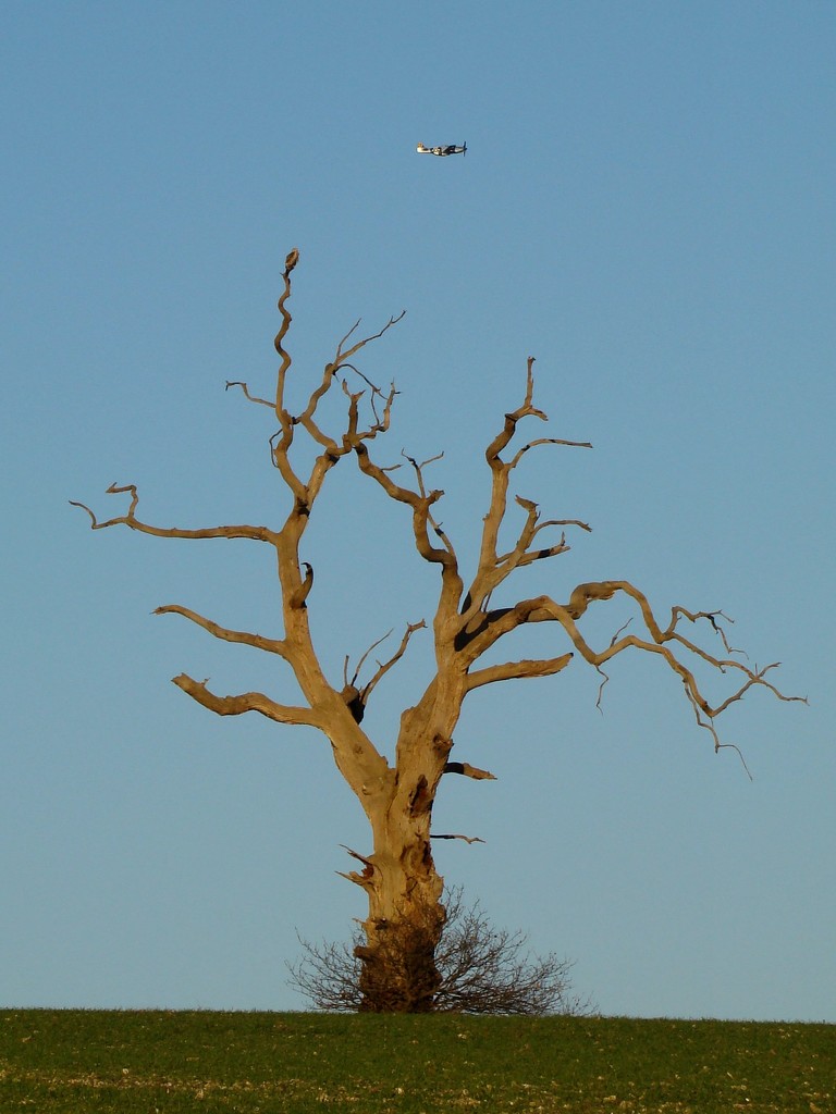 Tree, Mustang P51D and Red Kite by bulldog