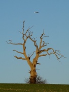 28th Dec 2014 - Tree, Mustang P51D and Red Kite