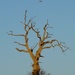 Tree, Mustang P51D and Red Kite