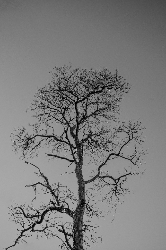 Tree by ukandie1