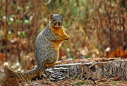 28th Dec 2014 - Haven't You Ever Seen a Squirrel's Table, Lady?