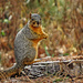 Haven't You Ever Seen a Squirrel's Table, Lady? by milaniet