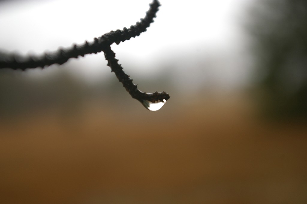 Raindrop by thewatersphotos