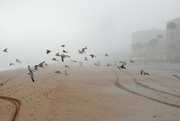 28th Dec 2014 - The fog and the seagulls