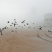 The fog and the seagulls by joemuli