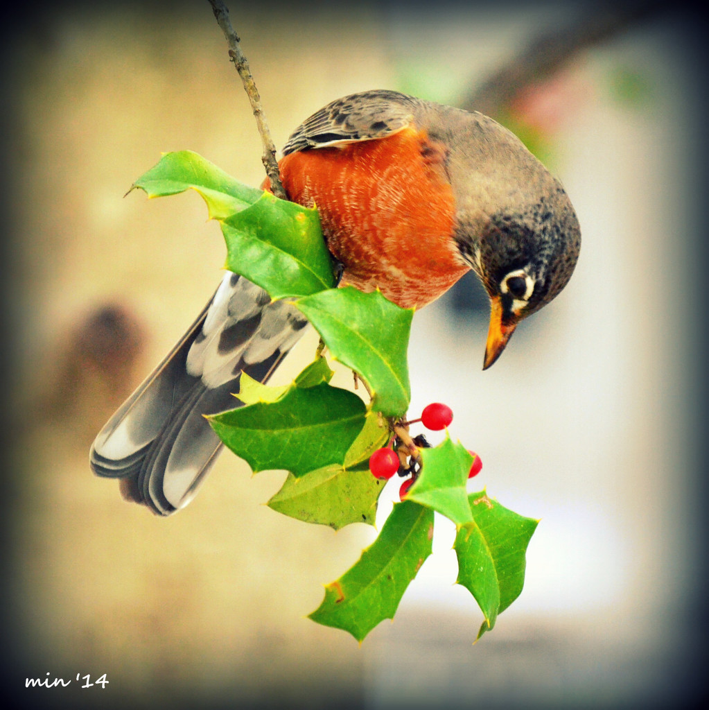 Winter Robin by mhei