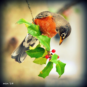 28th Dec 2014 - Winter Robin