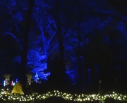 25th Dec 2014 - Garden Glow at the Botanical Gardens