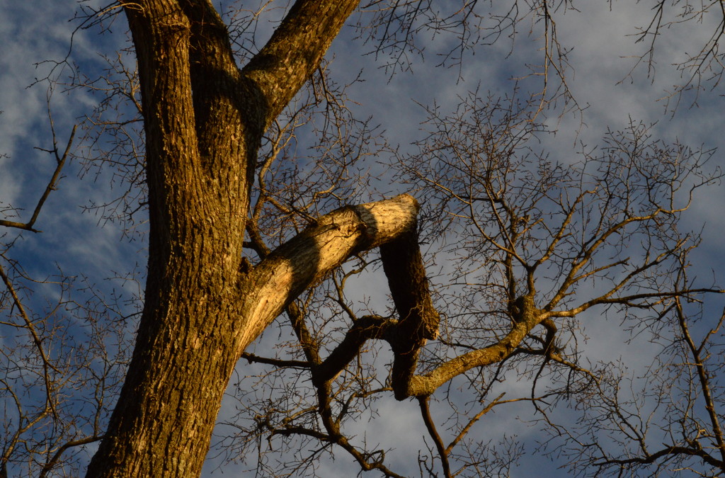 Up a Tree by kareenking