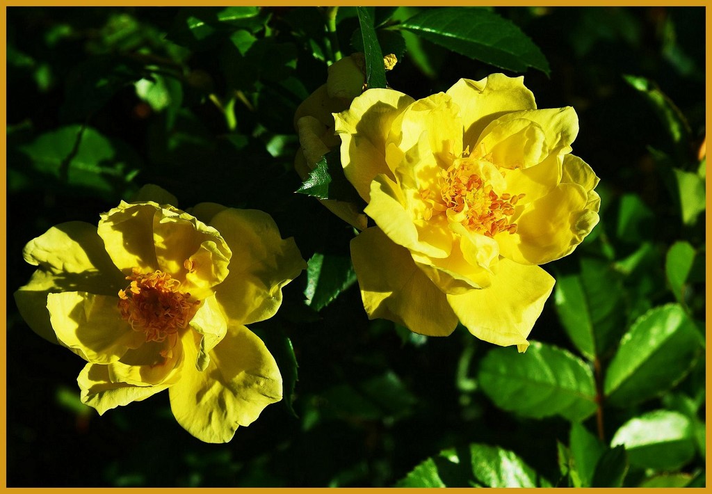 Yellow Roses for cheerfulness, warmth & caring. by happysnaps