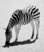 29th Dec 2014 - Zebra Stripes