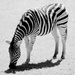Zebra Stripes by bella_ss