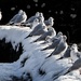 Snowbirds by shepherdman