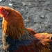 rooster by parisouailleurs