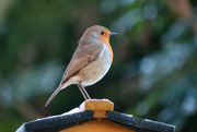 28th Dec 2014 - Robin on a bird table roof