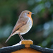 Robin on a bird table roof by richardcreese