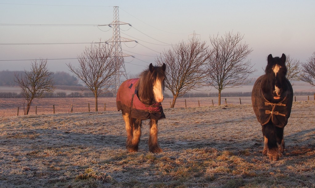 A frosty morning. by happypat