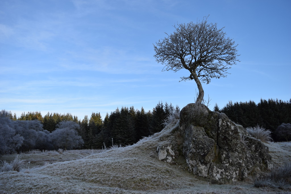 the rowan tree by christophercox