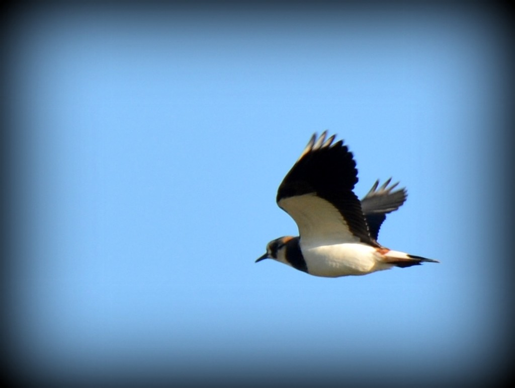 Not sure if this is a lapwing by rosiekind