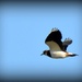 Not sure if this is a lapwing by rosiekind