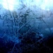 Frosty window by alia_801